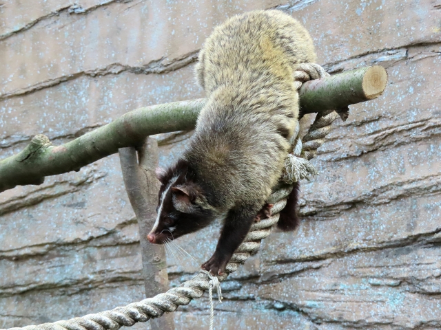 nNrVǂHÂȑΉ